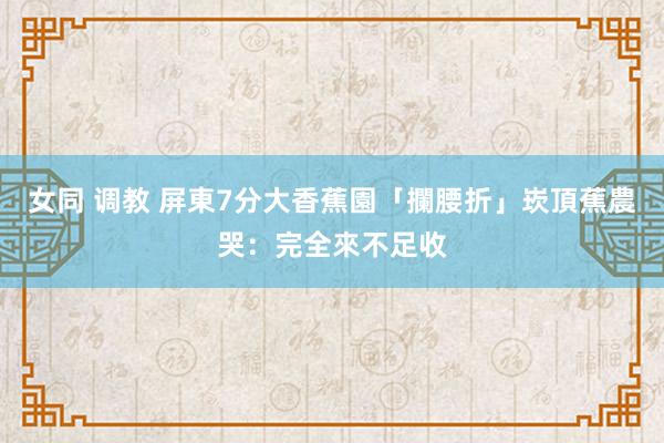 女同 调教 屏東7分大香蕉園「攔腰折」　崁頂蕉農哭：完全來不足收